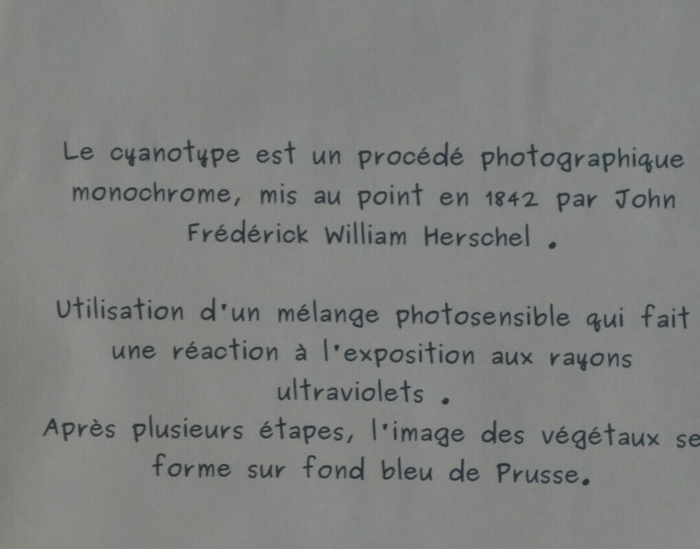 MartineDAUDE_CyanotypeExplication