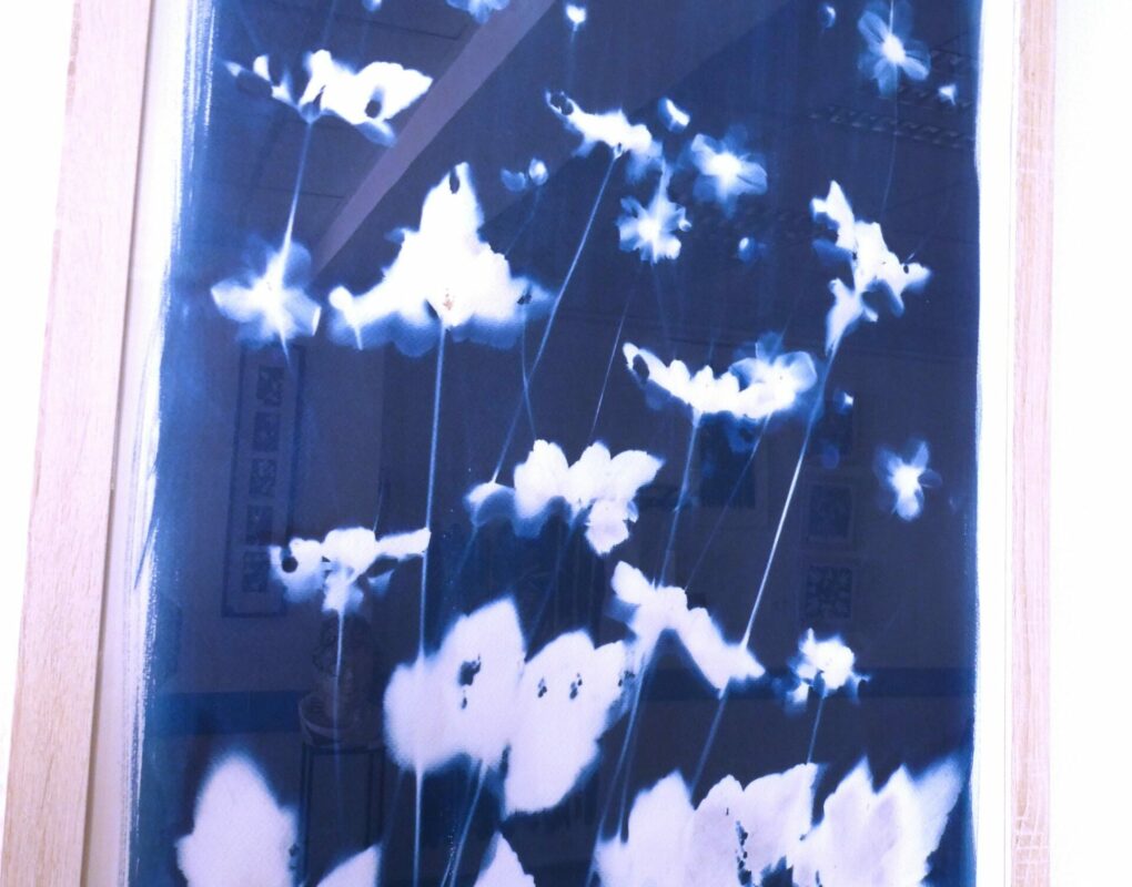 MartineDAUDE_Cyanotypes4